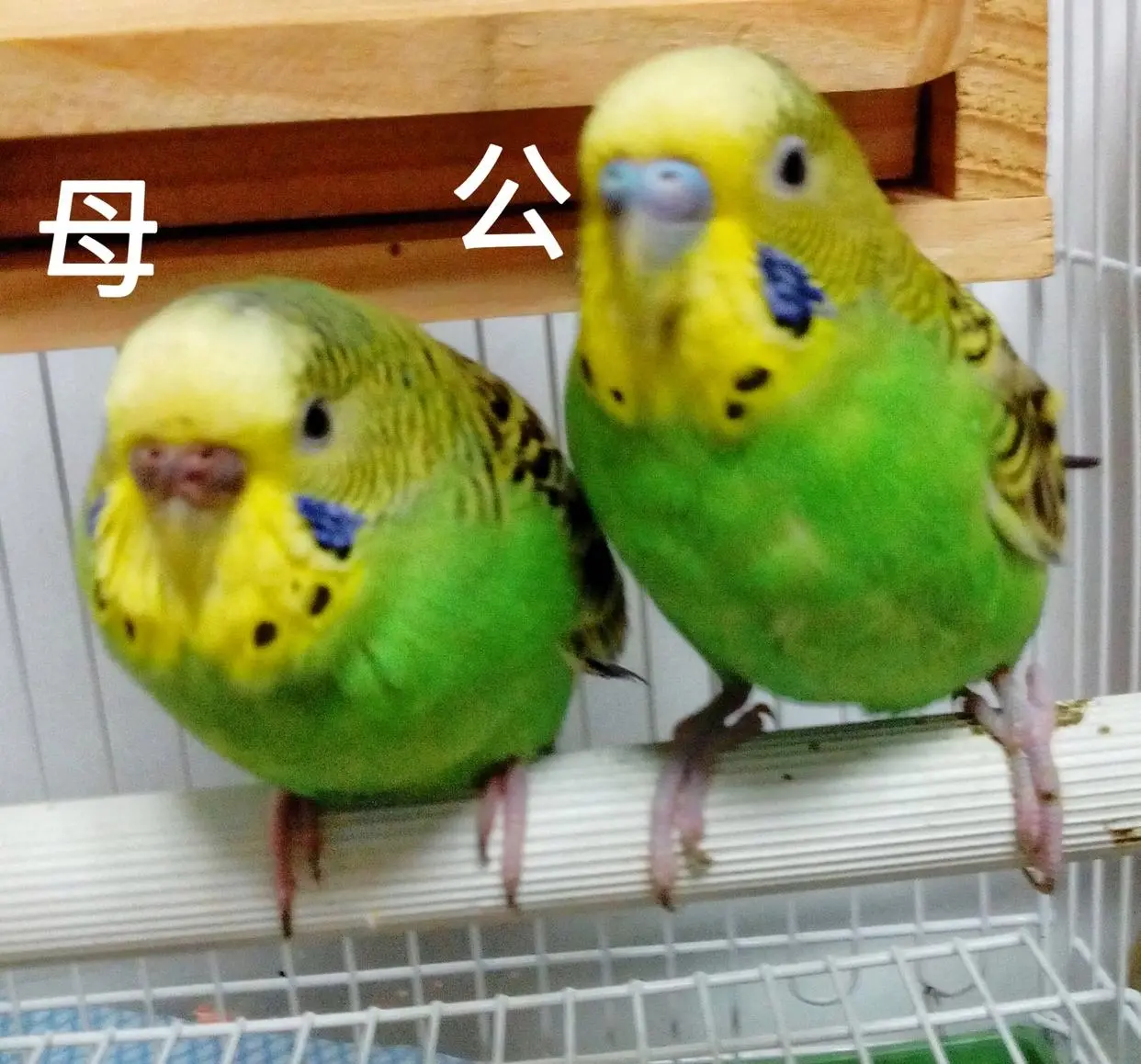 成年虎皮鹦鹉笼养鸟小型鹦鹉可学说话可配对可繁殖宠物鸟适合新手