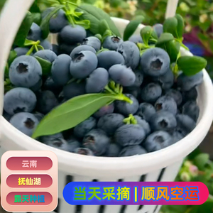 云南露天花香蓝莓 当季鲜摘 自带花香 顺丰空运 抚仙湖基地直发