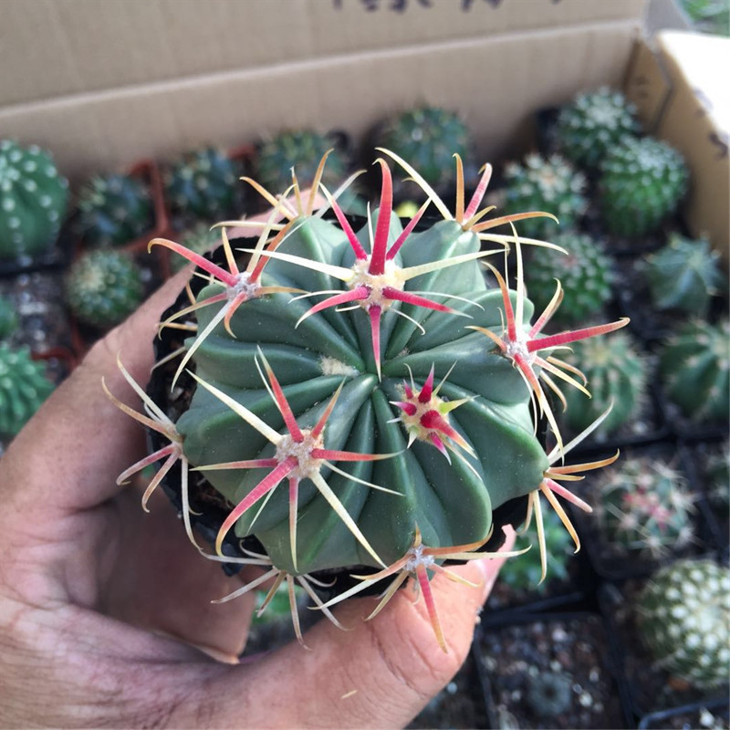 日出仙人球植物超大盆栽防辐射桌面绿植室内开花肉肉彩色多肉植物
