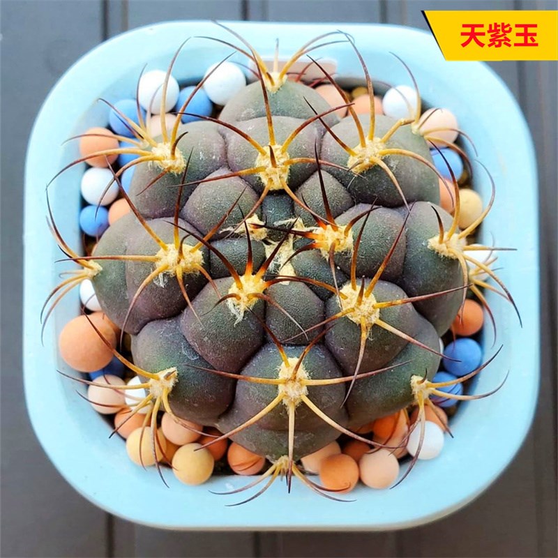 天紫玉实生仙人球 开花裸萼球属多肉 好养变紫色小球稀缺花卉盆栽