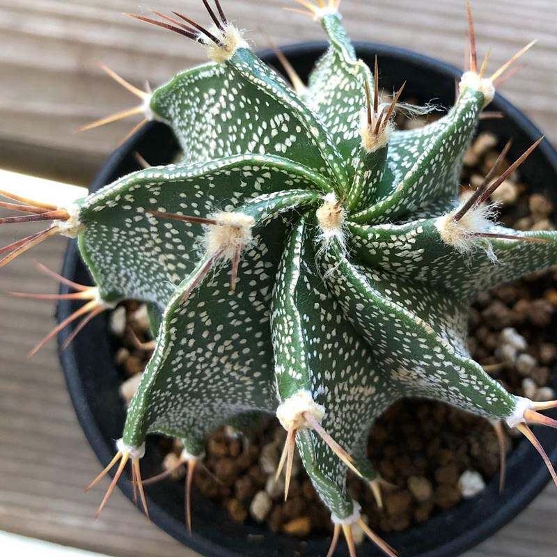 般若实生仙人球多肉植物馆 般洛仙人掌开花防辐射小盆栽绿植花卉