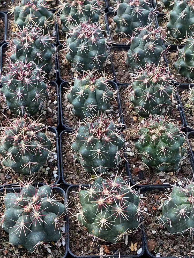 大统领实生仙人球红刺稀有品种精品开花仙人掌植物盆栽新品多肉