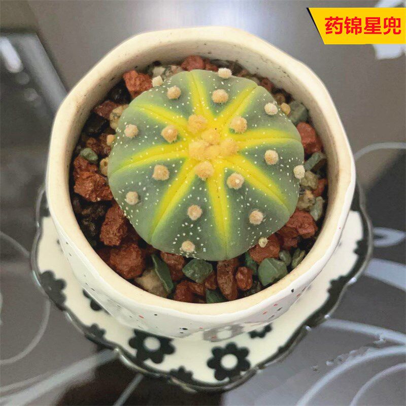 药锦星兜实生仙人球趣味西瓜兜稀有品种仙人掌办公室防辐射小盆栽