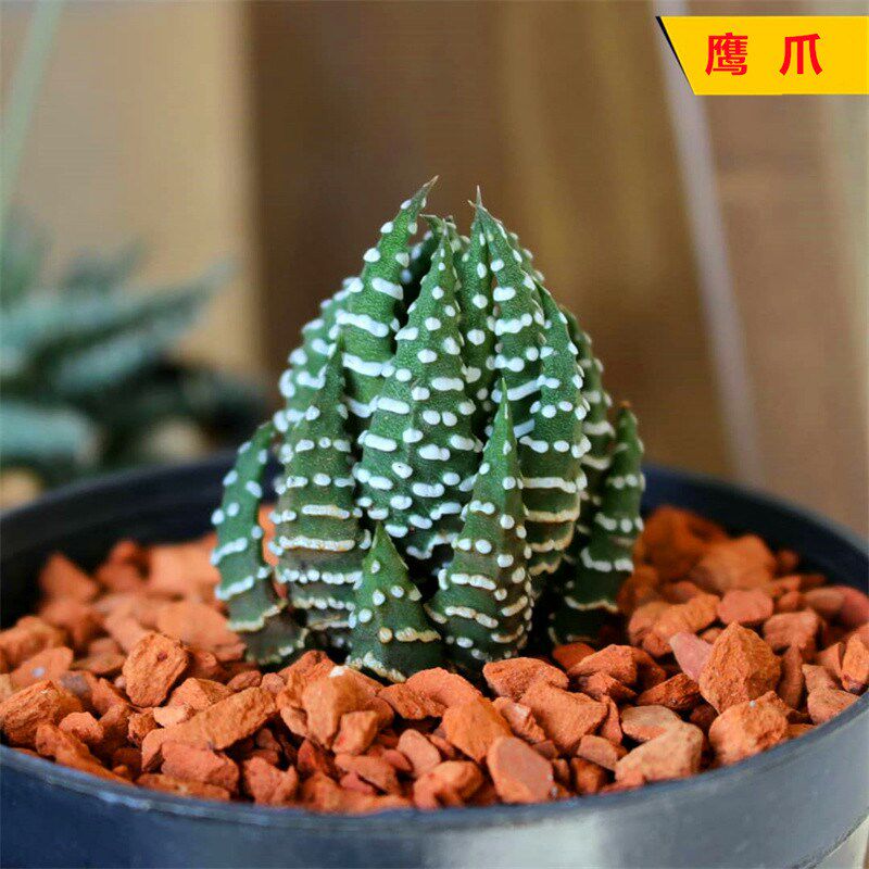 鹰爪 硬叶十二卷多肉植物 新手组合配盆办公室桌面绿植花卉小盆栽