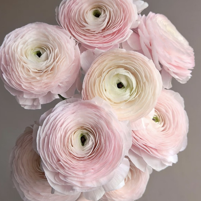 【优选】超级洋牡丹 河内粉  超大花头