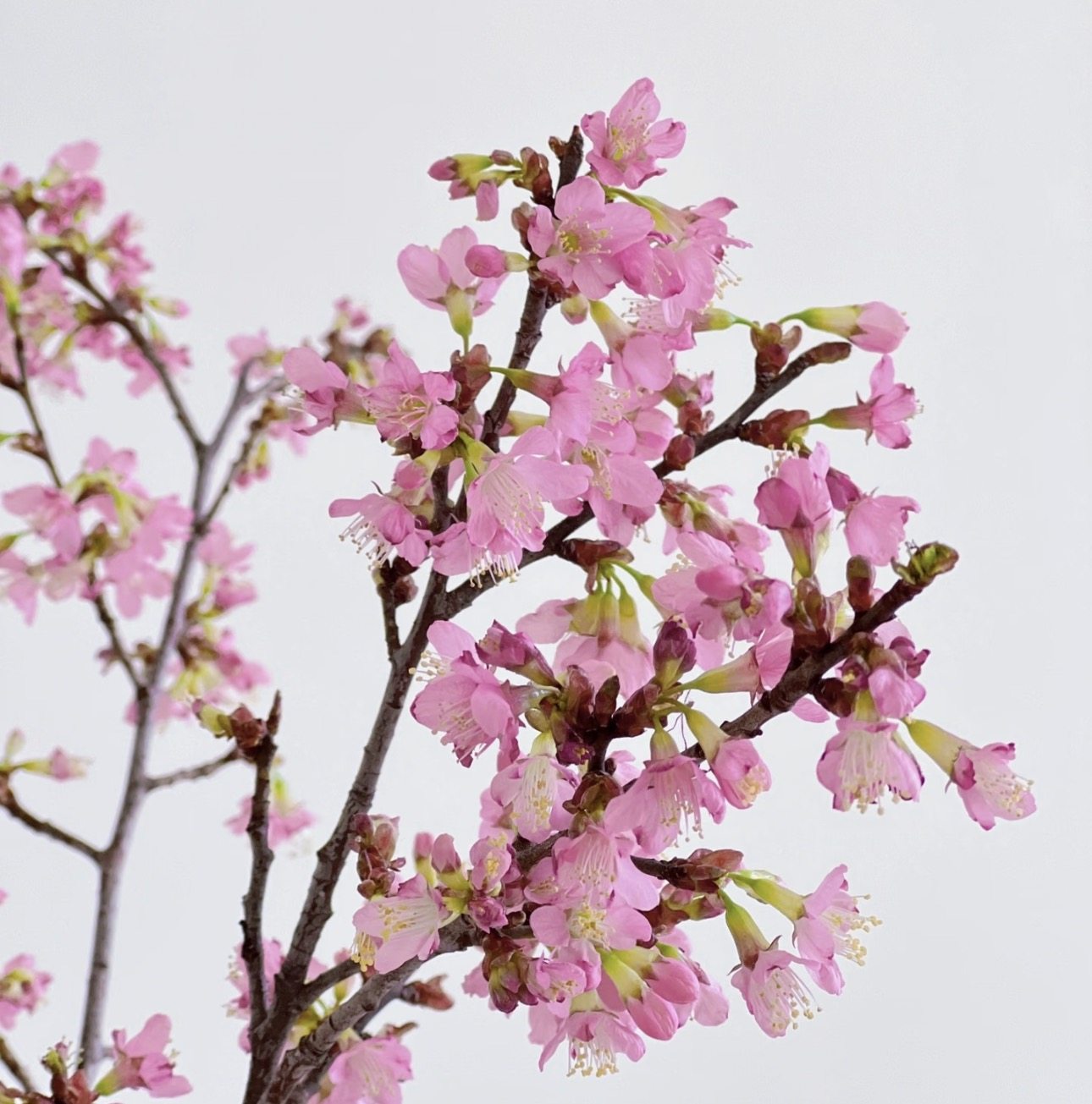 粉色单瓣樱花  水培鲜切枝鲜花,鲜花速递/花卉仿真/绿植园艺,花材,淘宝优惠券,粉丝福利购,淘宝优惠卷