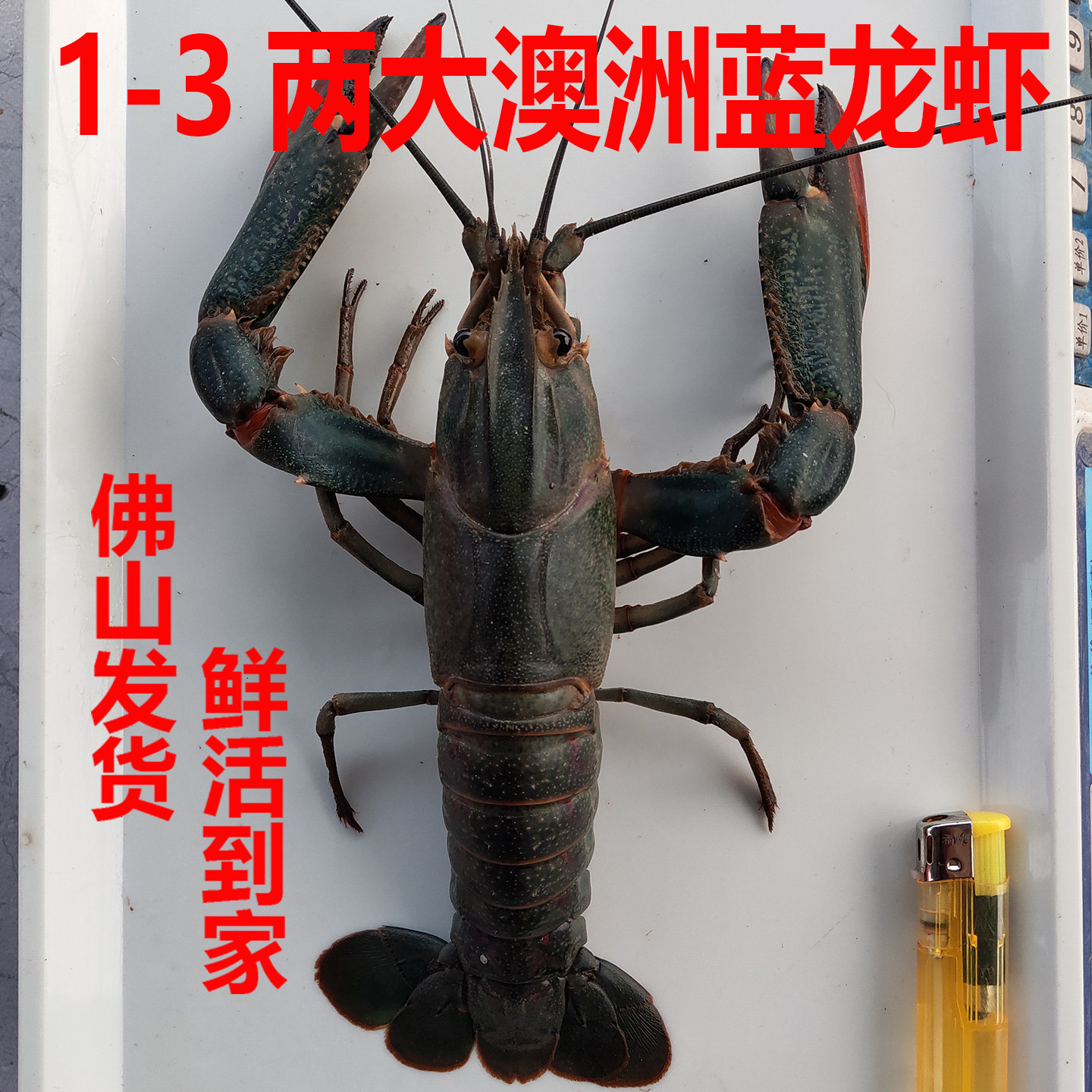 澳洲淡水龙虾1-3两超大鲜活