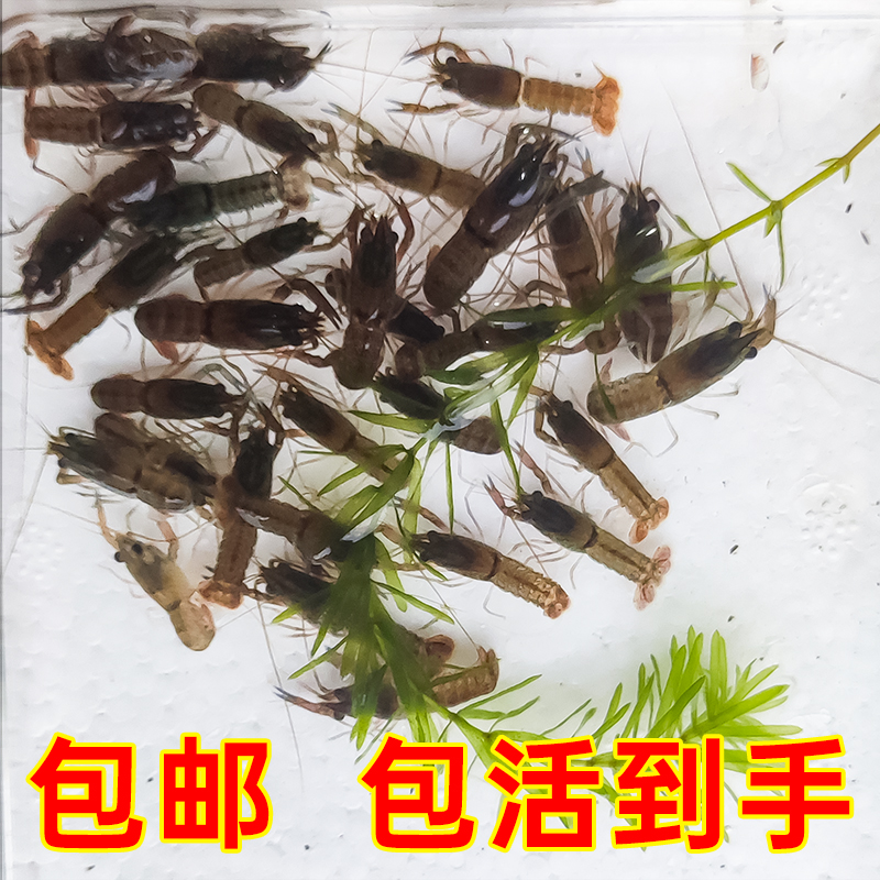 澳洲淡水龙虾虾苗繁殖种虾鱼缸观赏虾宠物鳌虾天空蓝魔虾鲜活