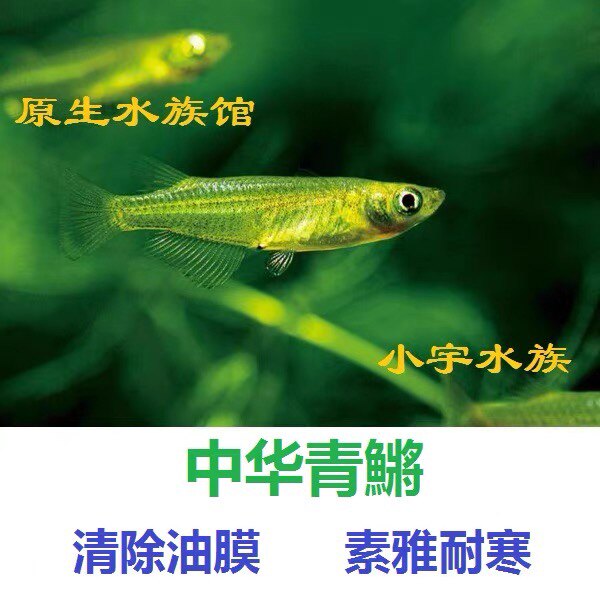 青鳉除油膜冷水鱼原生鱼淡水活鱼练手鱼活体宠物工具鱼群游观赏鱼
