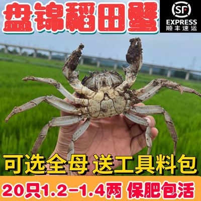 盘锦河蟹满盖黄现抓现发送礼首选