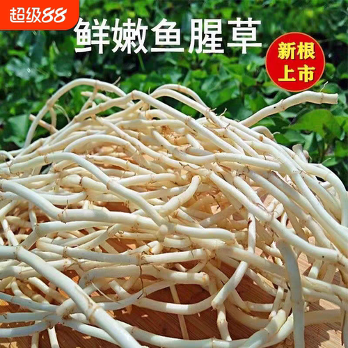 鱼腥草嫩根新鲜现挖折耳根侧耳节节根鱼星草湖北四川特产蔬菜凉菜