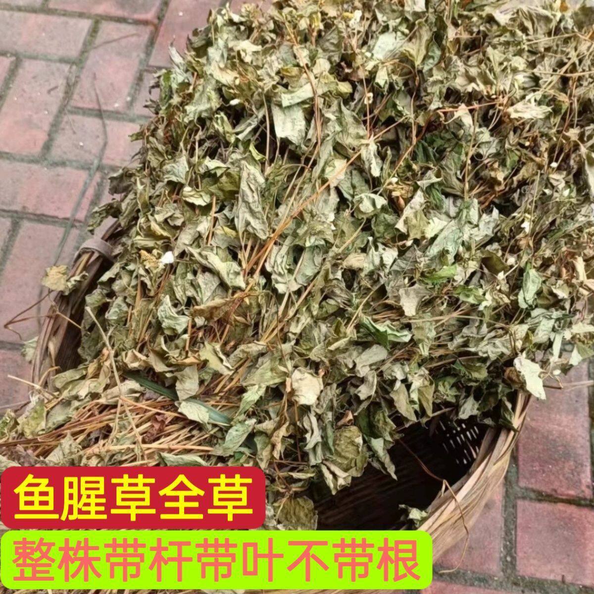 鱼腥草鱼腥草干叶农家自晒