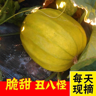 丑八怪新鲜香瓜甜瓜黄皮八棱瓜当季水果黄金蜜瓜现摘丑瓜湖北