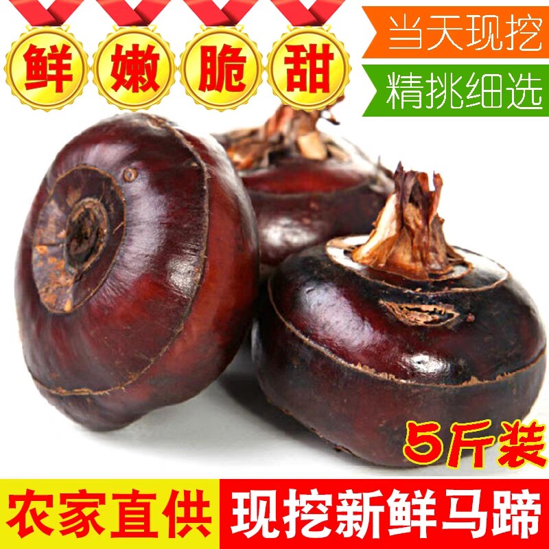 湖北特产马蹄新鲜荸荠农家当季水果蔬菜地梨5斤包邮