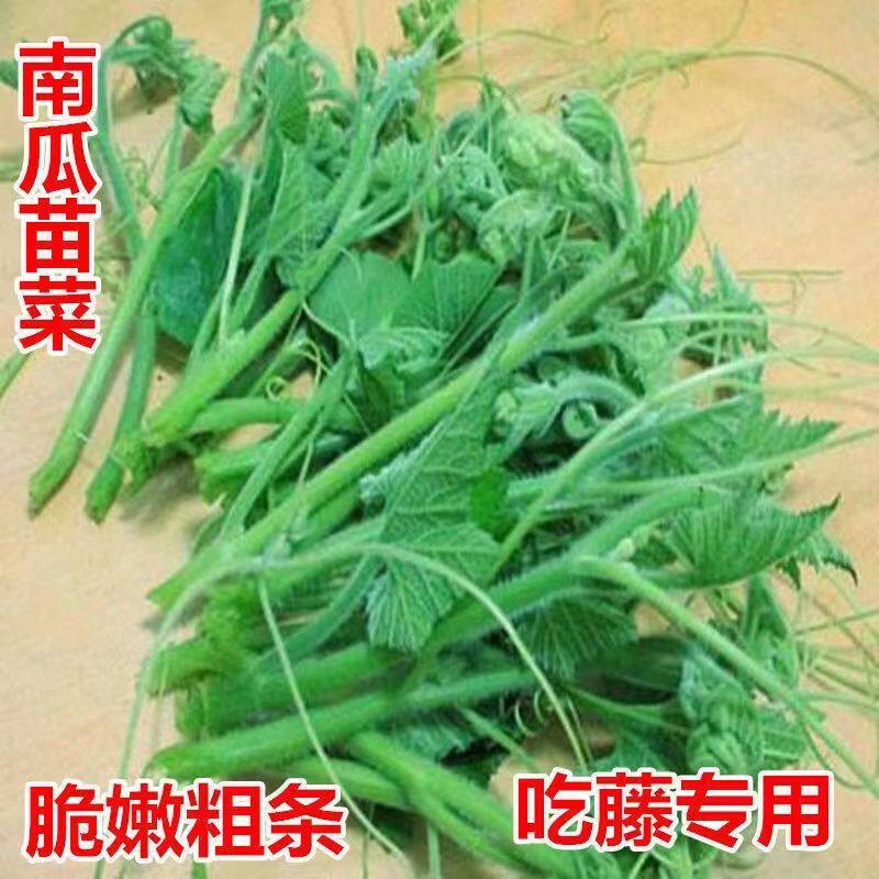 南瓜藤新鲜南瓜尖农家自种南瓜叶粗条藤茎嫩南瓜现摘时令青蔬菜