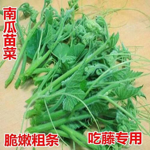 农家自种新鲜南瓜现摘时令青蔬菜