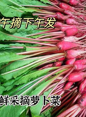 农家新鲜萝卜菜当季青蔬菜红皮小萝卜红萝卜缨子嫩萝卜苗萝卜埂
