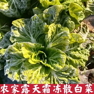 湖北青菜散叶白菜新鲜绿叶菜软叶白菜农家菜霜冻没卷芯矮脚大白菜