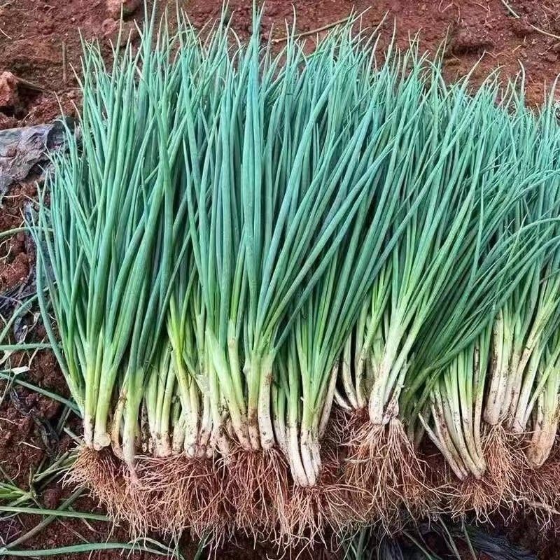 湖北农家自种露天现挖新鲜香葱分葱带根小葱可吃可种四季葱青蔬菜
