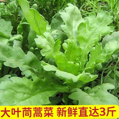 蔬菜农家茼蒿菜新鲜新鲜