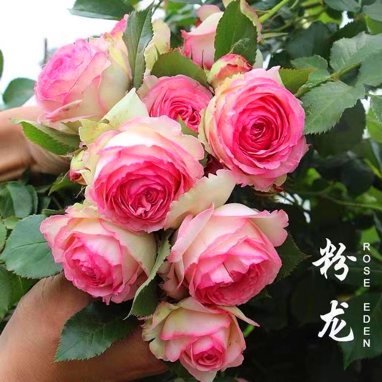 1.5到1.7米 顺丰快递 大型藤本爬墙月季大苗多季节开花阳台庭院