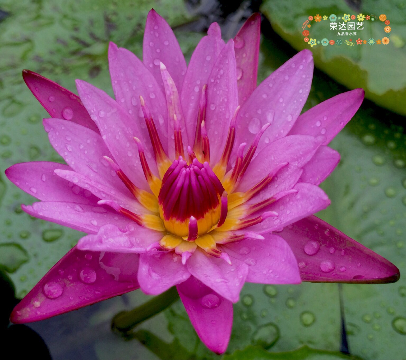 正宗台湾  九品香水莲     九品红    顺丰包邮   荣达园艺  中苗