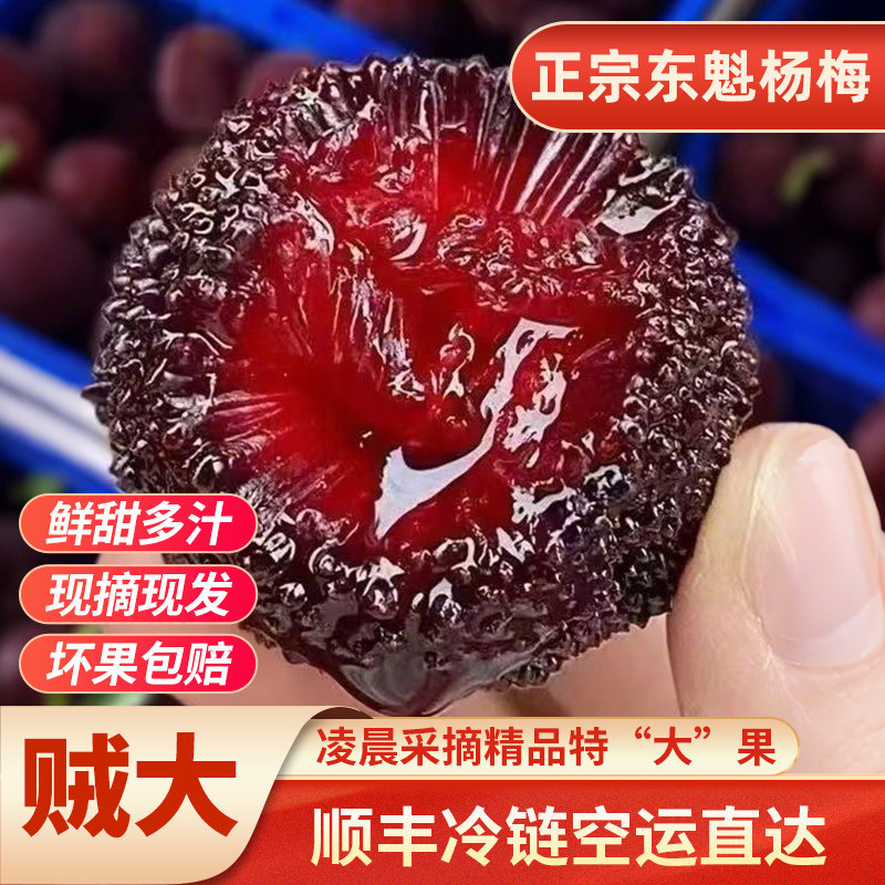 【顺丰冷链】11A超大精品果浙江高山大棚露天东魁杨梅现摘现发