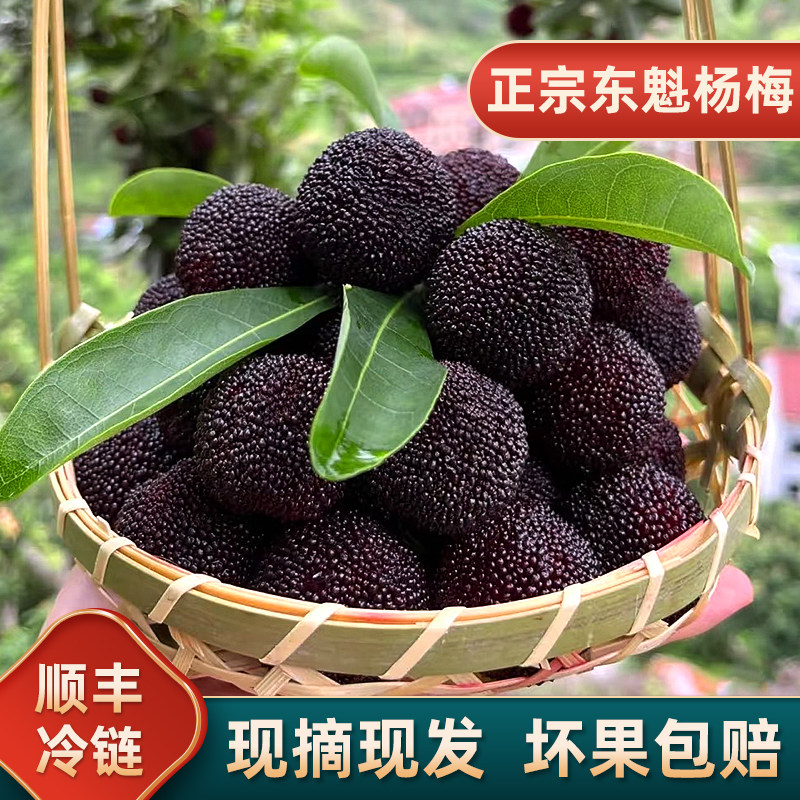 【精品贡果】东魁杨梅大棚杨梅鲜坏果包赔现摘现发顺丰冷链空运