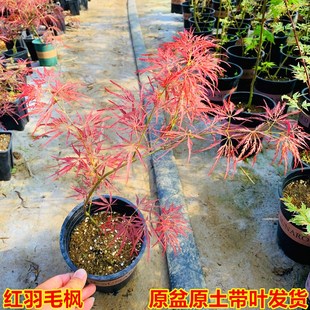 石榴红外山造型羽毛枫青龙流泉月升蝴蝶阳台庭院盆栽枫树花园植物