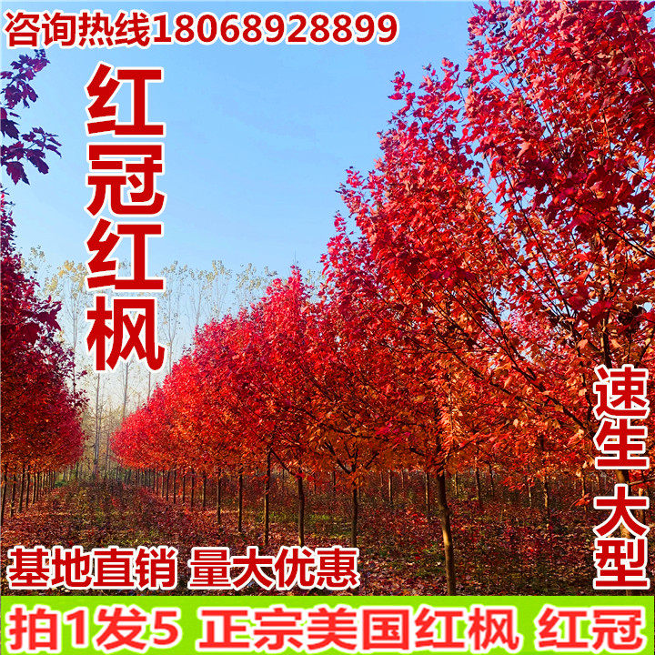 直销红枫树苗美国红枫苗红冠小苗别墅庭院道路南北方绿化树苗包邮在类目 鲜花速递/花卉仿真/绿植园艺, 花园植物/行道树/果树, 行道树/乔木中 - 来自Buy2taobao.com提供专业的淘宝代购服务