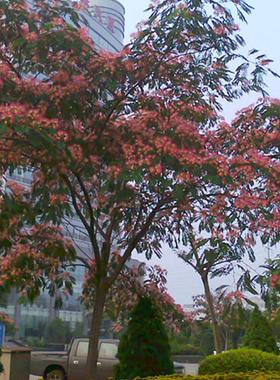 中药材合欢树苗合欢苗绒花芙蓉花树苗庭院盆栽合欢树苗绿化工程