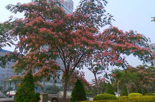 中药材合欢树苗合欢苗绒花芙蓉花树苗庭院盆栽合欢树苗绿化工程