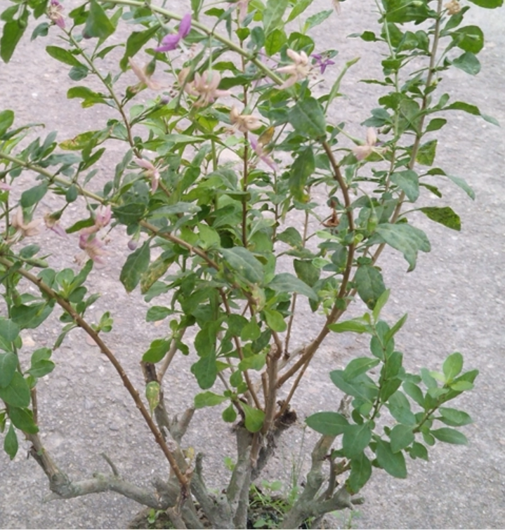 中药材枸杞树苗盆栽野生枸杞子菜苗老桩盆景绿植室内植物
