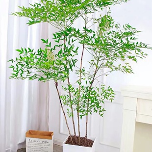 南天竹盆栽客厅大型真树蓝天竺办公室内老桩绿植四季常青带土发货