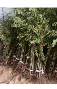 香椿苗 四季香椿树苗盆栽地栽当年食用苗南方北方种【五颗起售】