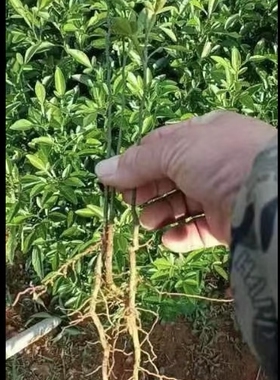 枳壳苗柑桔枸橘苗臭橘钢橘苗带刺篱笆墙嫁接桔子橙子砧木苗包邮