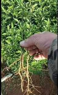 枳壳苗柑桔枸橘苗臭橘钢橘苗带刺篱笆墙嫁接桔子橙子砧木苗包邮