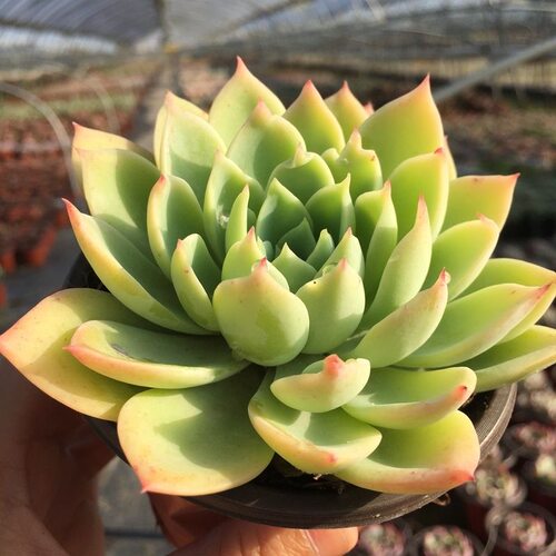 三色堇多肉植物净化空气美观好养