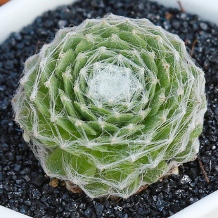 蛛丝卷卷多肉植物奇特新手好养阳台露天肉肉蛛丝卷娟多肉