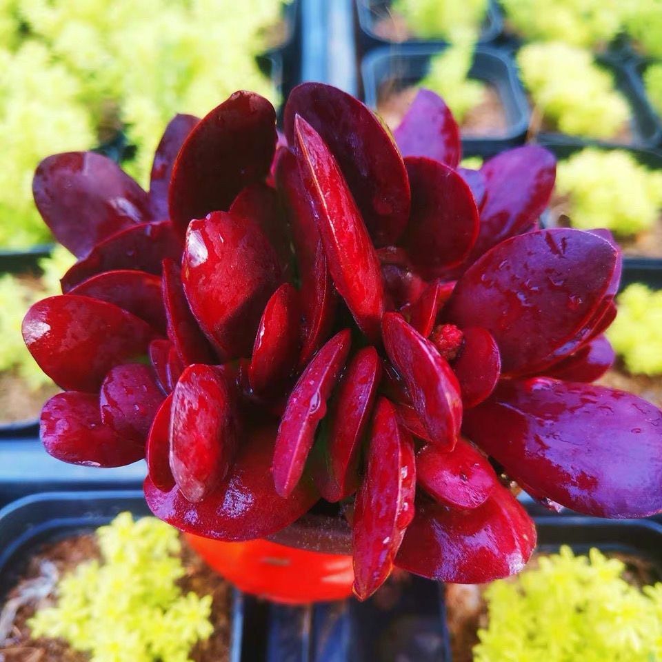 紫蝶多肉植物多头花卉懒人新手好养阳台大颗精品盆栽紫色多肉