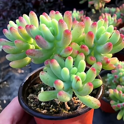 乙女心多肉植物大棵阳台盆栽