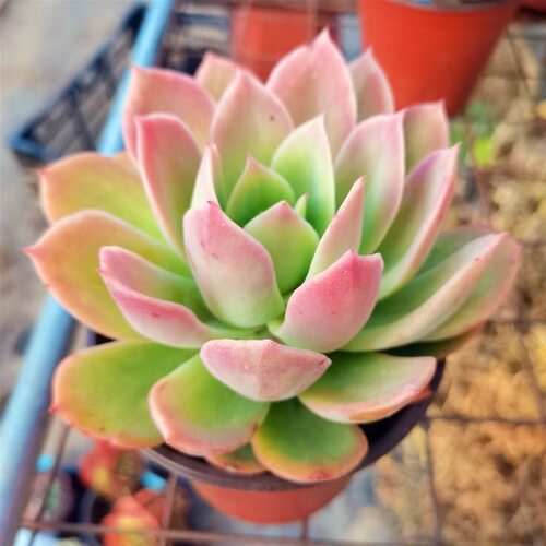 乔伊多肉植物美观趣味耐旱好养