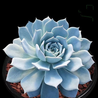 带盆土发蓝鸟多肉植物