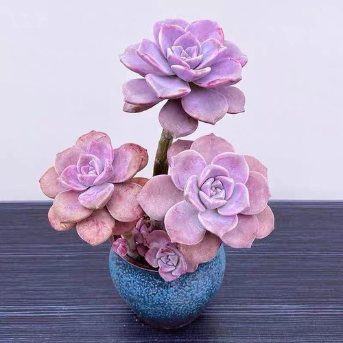 血斑紫乐多肉植物大棵阳台盆栽绿植花卉新手好养带盆发货
