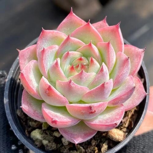 粉水晶多肉植物迷你美观耐旱好养