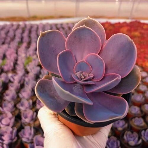紫丁香多肉植物老桩盆栽阳台绿植