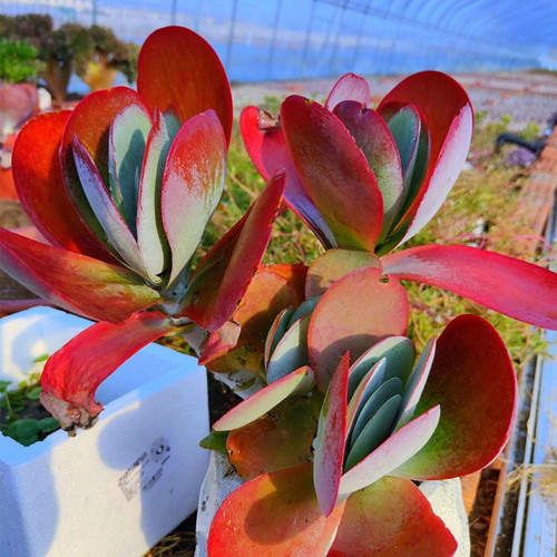 露天易爆盆火红色唐印多肉植物