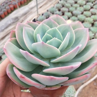 白凤多肉植物盆栽绿植花卉吸甲醛植物阳台庭院大型新手好养肉肉