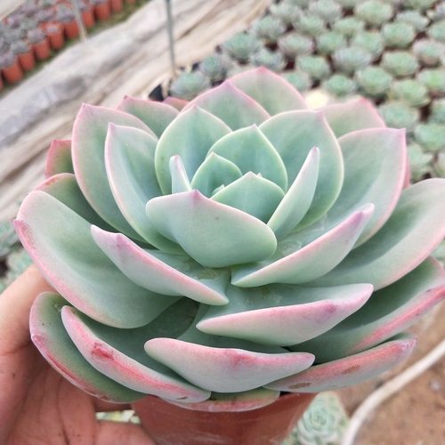 盆栽大棵白凤多肉植物