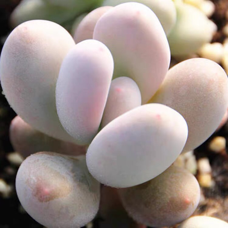 桃美人多肉植物盆栽好养易活露养新手室内阳台桃红色可爱精品多肉